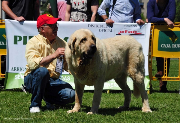 Boy de Autocan: EXC - Open Males, Arriondas, Asturias, Spain 04.05.2013
Keywords: 2013 autocan