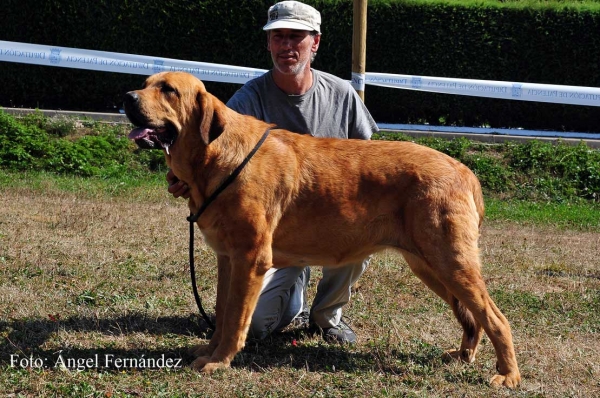 Glossa de la Masan Paly: EXC - Young Class Females, Cervera de Pisuerga 13.08.2011
Keywords: 2011