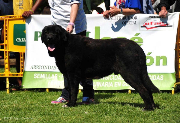 Minero de Abarrio: EXC - Young Males, Arriondas, Asturias, Spain 04.05.2013 
Keywords: 2013 abarrio