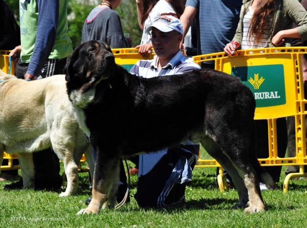 Rublo de Filandón: EXC - Open Class Males, Arriondas, Asturias, Spain 04.05.2013
Keywords: 2013 filandon