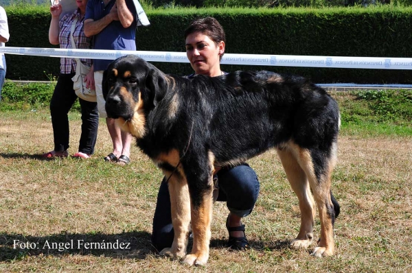 Rumbo de Filandón: EXC - Young Class Males, Cervera de Pisuerga 13.08.2011
Keywords: 2011 filandon