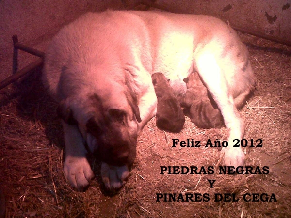 Happy New Year 2012 from Piedras Negra & Pinares del Cega, Spain
