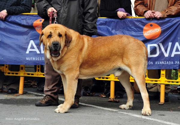 Falo de Autocan: EXC - Open Class Males, Villa de Luarca 27.11.2011
الكلمات الإستدلالية(لتسهيل البحث): 2011