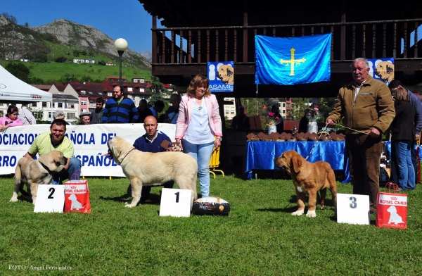 Final Young Puppies Males - Arriondas, Asturias, Spain 04.05.2013
Keywords: 2013