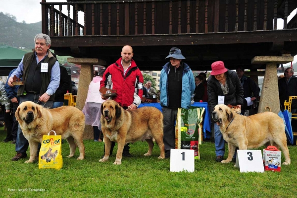 2. Ceres de Tierra de Órbigo, 1. Mejor Hembra Brenda de Filandón, 3. Bimba de Autocan - Ring Abierta Hembras, Arriondas, Asturias 19.05.2012
Keywords: 2012