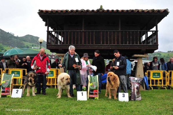 2. Tango de Filandón, 1. Mejor Macho, BIS: Cueto de Tierra de Órbigo, 3. Balak de Tierra de Órbigo - Ring Abierta Machos, Arriondas, Asturias 19.05.2012
Keywords: 2012