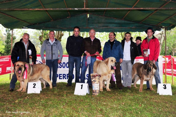 Ring BIS - Castañada, Cantabria - 28.04.2012 
2. Chiqui (Open Class Females)
1. Nabuco de Montes del Pardo (Open Class Males)
3. ?
Keywords: 2012