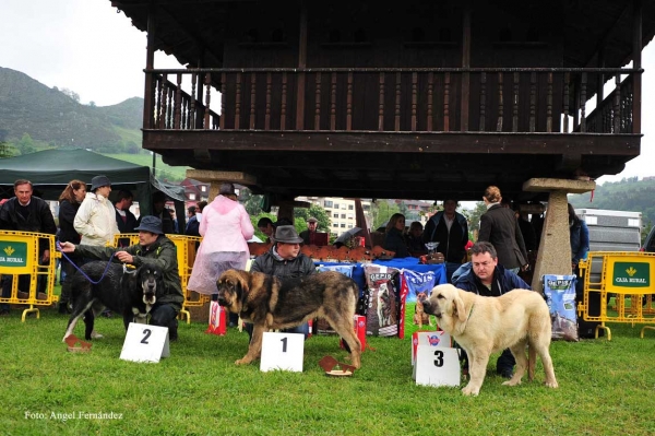 2. Hope de la Salombra, 1. Cristal de la Portiecha, 3. Bety - Ring Cachorros Hembras - Arriondas, Asturias 19.05.2012
Keywords: 2012