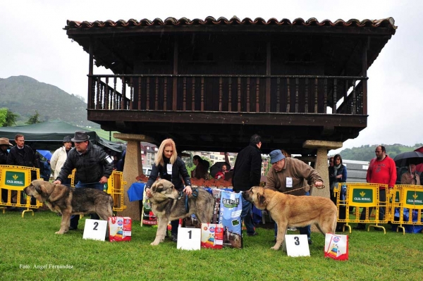 2. Mouro de Monte Medulio, 1. Sardón de la Portiecha (Mejor Cachorro), 3. Defcondos de la Cangueata  - Ring Cachorros Machos - Arriondas, Asturias 19.05.2012
Keywords: 2012