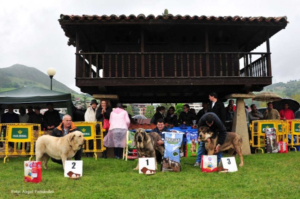 2. Lluvia del Valle de Pisueña, 1. Mejor Jóven Bora de la Calella de Otur,  3. Costana de El Rabío - Ring Jovenes Hembras - Arriondas, Asturias 19.05.2012
Keywords: 2012