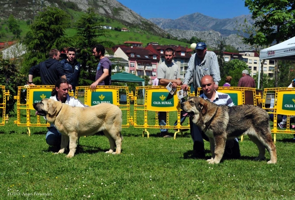 Ring Best Puppy - Arriondas, Asturias, Spain 04.05.2013 
2. Flor de Torazo (puppies females)
1. Argo de Filandón (puppies males)
Keywords: 2013