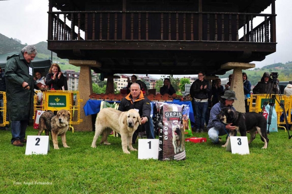 2. Flaca de Tierra de Órbigo, 1. Luna II del Valle de Pisueña, 3. Elina de Carceña - Ring Mejor Muy Cachorros Hembras - Arriondas, Asturias 19.05.2012
Keywords: 2012