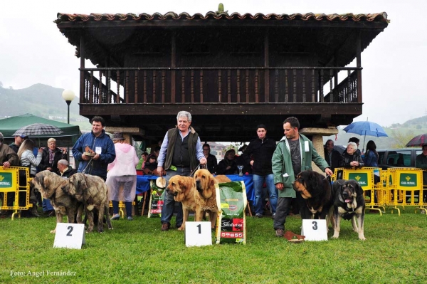 2. Boss y Bora de La Calella de Otur, 1. Balak y Bimba de Tierra de Órbigo, 3. Bostom y Ágata de Tierra de Órbigo - Ring Parejas - Arriondas, Asturias 19.05.2012
Keywords: 2012