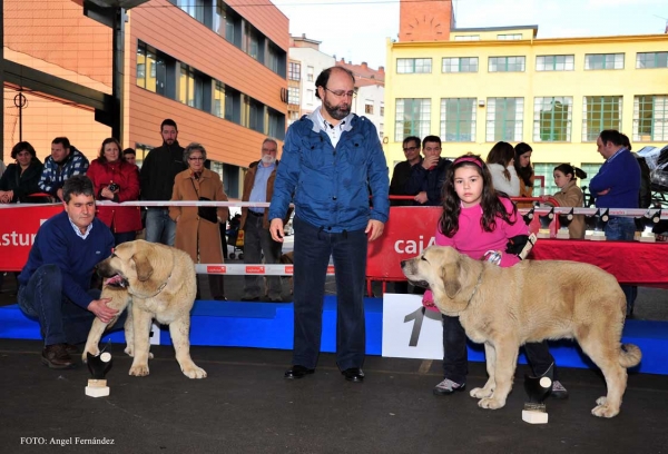 Finalistas: Brisa de Guadamía, Tritón de Fonte Xunquera - Cachorros, Aviles 30.03.2013
Brisa de Guadamía: MB 1ª, Mejor Cachorro (Cachorros Hembras)
Tritón de Fonte Xunquera: MB 1º (Cachorros Machos)
Keywords: 2013