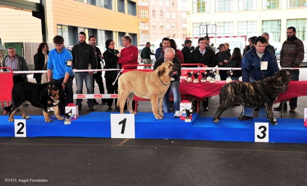 Finalistas: Unica de Cuatro Elementos EXC 2ª, Diva de La Cangueta EXC 1ª, Dola de La Calella de Otur EXC 3ª - Intermedia Hembras - Aviles 30.03.2013
Keywords: 2013