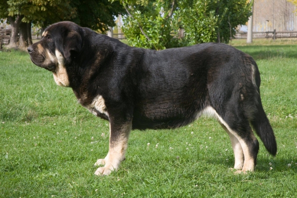 Multi CH Fiona de Tierra de Órbigo. 
Campeona Joven de Europa 2013. Campeona de Europa 2015. Campeona de España 2016. Campeona Internacional 2016.
Keywords: tierraorbigo