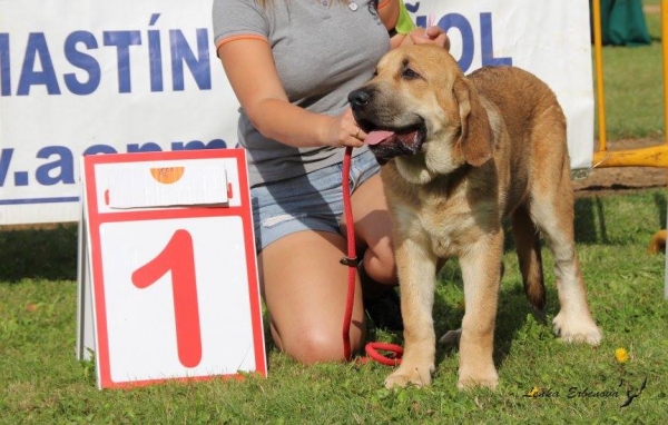 Muy cachorro macho : Floky de Amdece de Nava - XXXVIII Monográfica Nacional AEPME - Gordoncillo, Leon 08.09.2018
Keywords: 2018