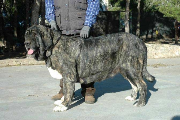 Fontana del Agostadero - mother of puppies born 14.01.11
Kennel: "EL AGOSTADERO"
Breeder: Francisco Benito
phone: 0034 656 49 55 11
Web: www.elagostadero.es
email: el_agostadero@yahoo.es

Sire: Bobal del Agostadero
Dam: Fontana del Agostadero
Males: 3
Females: 5
Date Born: 14.01.2011


Keywords: agostadero