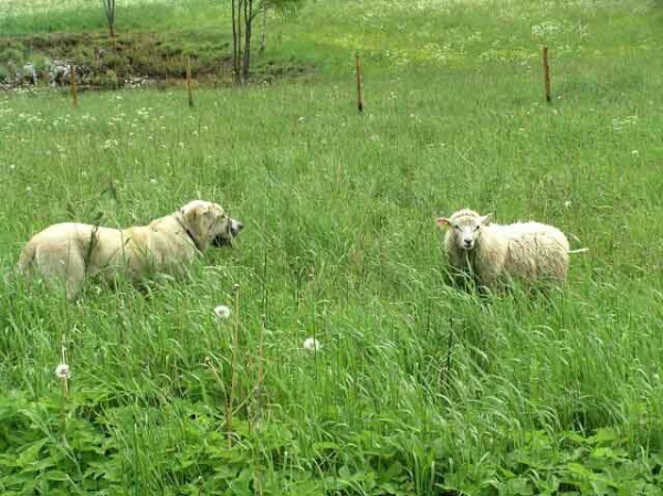 Freya (Fortuna of the Witches Meltingpot)
On the photo she is only 6 months old.

(Chapi de Montes del Pardo x Dona Xira of the Witches Meltingpot)
Born: 11.02.2003
Breeder: Trine Gustavsen, Norway
Owners: Merilyn Meristo / Lilian Freiberg
 

Keywords: flock puppy cachorro ulmaf