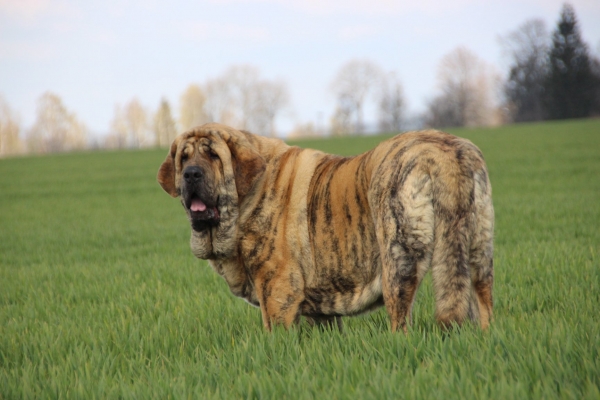 GORGEOUS GIRL Tornado Erben 15 months 
Ich. Isco de Tierra de Orbigo x Ch. Yerba Tigre Tornado Erben

Keywords: tornado