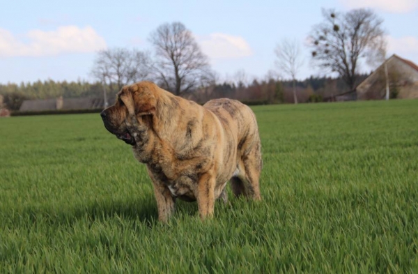 GORGEOUS GIRL Tornado Erben 15 months 
Ich. Isco de Tierra de Orbigo x Ch. Yerba Tigre Tornado Erben

Keywords: tornado