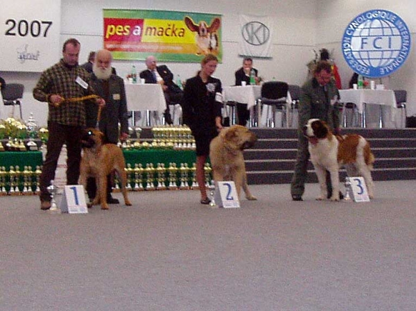 GABON Z KRAJE SOKOLU - International show Trencín, Slovakia 28.01.2007
(Sultan x Clea z Kraje Sokolu) 
Keywords: 2007 sokol