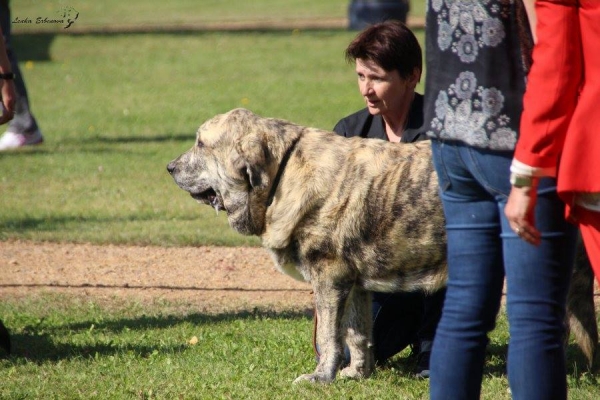 Cachorro hembra: Galaxia Tornado Erben - XXXVIII Monográfica Nacional AEPME - Gordoncillo, Leon 08.09.2018
Keywords: tornado 2018