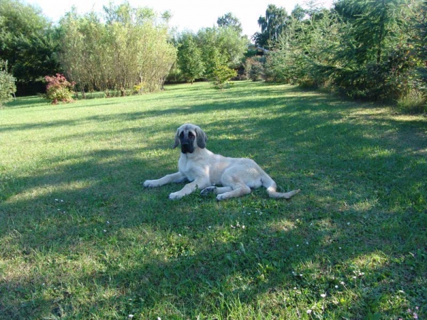 Gina Tornado Erben - 14 weeks - and in full control
(Denis Tornado Erben x Jch. Salma de Cueto Negro)
Born: 20.05.2005
Keywords: puppyczech puppy cachorro malm tempelkrogen