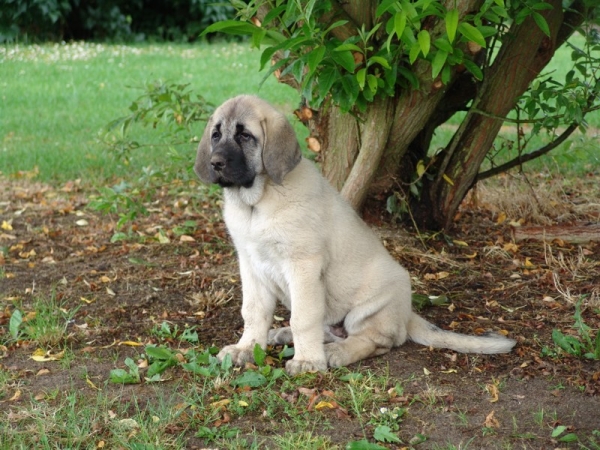 Gina Tornado Erben 10 weeks and looking over the fields.
Discovering the world  

(Denis Tornado Erben x Jch. Salma de Cueto Negro)
Born: 20.05.2005
 

Keywords: puppyczech puppy cachorro malm tempelkrogen