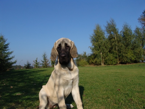 Gina Tornado Erben 20 weeks - I'm sure that I'm the Queen - and every one loves me....
(Denis Tornado Erben x Jch. Salma de Cueto Negro)
Born: 20.05.2005
 

Keywords: puppyczech puppy cachorro malm tempelkrogen