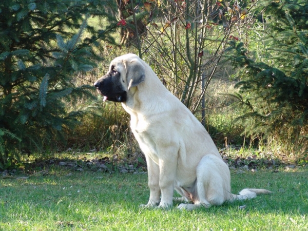 Gina Tornado Erben 20 weeks  - Seams to get all the information
(Denis Tornado Erben x Jch. Salma de Cueto Negro)
Born: 20.05.2005
 

Keywords: puppyczech puppy cachorro malm tempelkrogen