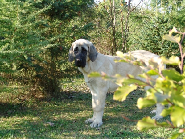 Gina Tornado Erben 20 weeks  - What do you want from me?
(Denis Tornado Erben x Jch. Salma de Cueto Negro)
Born: 20.05.2005
 

Keywords: puppyczech puppy cachorro malm tempelkrogen