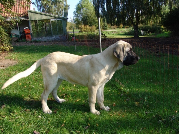 Gina Tornado Erben 20 weeks - Waiting, please cat, come and play with me
(Denis Tornado Erben x Jch. Salma de Cueto Negro)
Born: 20.05.2005
 

Keywords: puppyczech puppy cachorro malm tempelkrogen