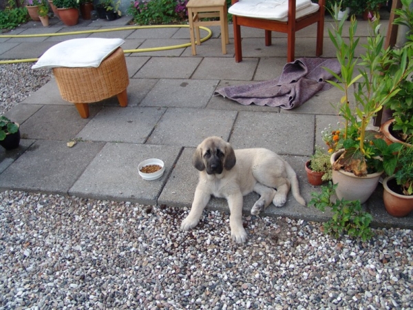 Gina Tornado Erben at her new home in Denmark - 8 weeks and 3 days
Wery small and at a new home!

(Denis Tornado Erben x Jch. Salma de Cueto Negro) 
Born: 20.05.2005

Keywords: puppyczech puppy cachorro malm tempelkrogen