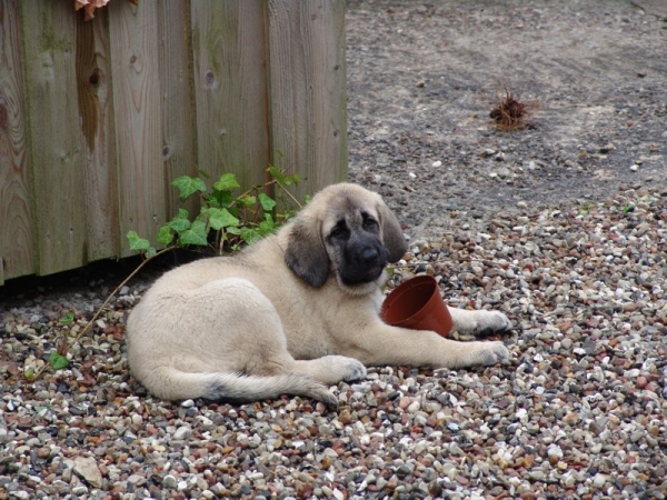 Gina Tornado Erben found new toy to play with - 9 weeks and 3 days
(Denis Tornado Erben x Jch. Salma de Cueto Negro)
Born: 20.05.2005
 
 

Keywords: puppyczech puppy cachorro malm tempelkrogen