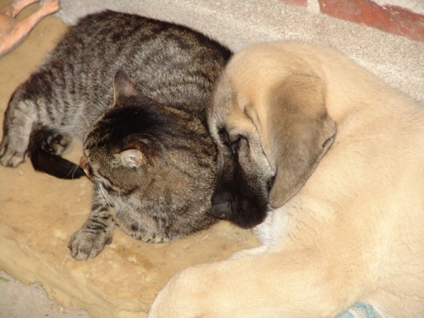 Gina Tornado Erben  - 10 weeks takes a good sleep together with her new friend.
(Denis Tornado Erben x Jch. Salma de Cueto Negro)
Born: 20.05.2005
 

Keywords: pet puppyczech puppy cachorro malm tempelkrogen