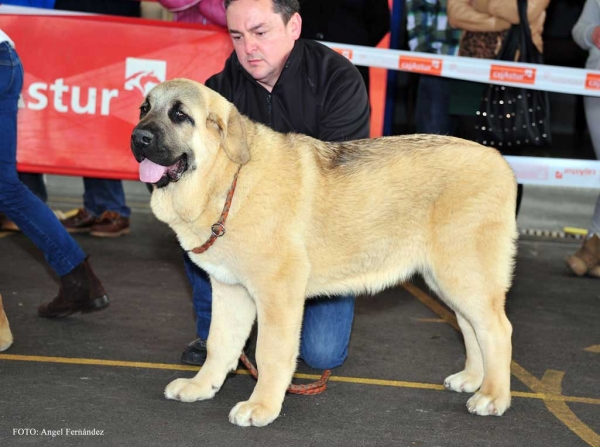 Ginebra de Toranzo: MB 2ª - Cachorros Hembras, Aviles 30.03.2013
Keywords: 2013 toranzo