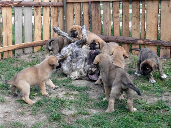 Ginny Mastibe and her puppies born 29.06.2007
Unique du Domaine du Runneval x Ginny Mastibe
29.06.2007 

Keywords: puppyczech puppy cachorro