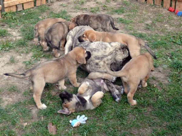 Ginny Mastibe and her puppies born 29.06.2007
Unique du Domaine du Runneval x Ginny Mastibe
29.06.2007 

Keywords: puppyczech puppy cachorro