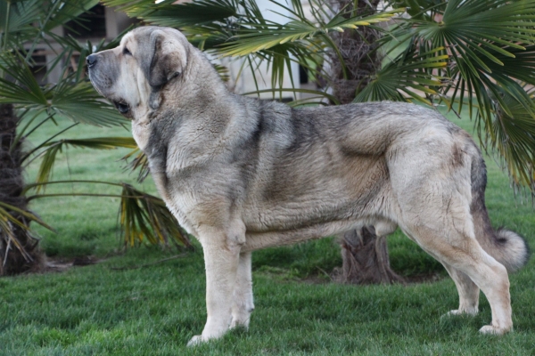 CH Jr Girón de Tierra de Órbigo. 
Campeón Joven del Mundo 2014.
Keywords: tierraorbigo