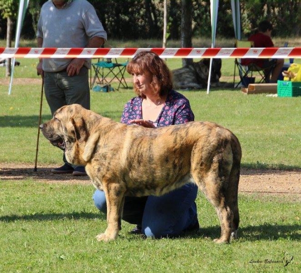 Cachorro hembra: Gorgeous Girl Tornado Erben - XXXVIII Monográfica Nacional AEPME - Gordoncillo, Leon 08.09.2018
Keywords: tornado 2018