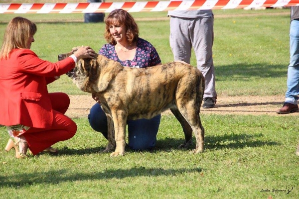 Cachorro hembra: Gorgeous Girl Tornado Erben - XXXVIII Monográfica Nacional AEPME - Gordoncillo, Leon 08.09.2018
Keywords: 2018 tornado