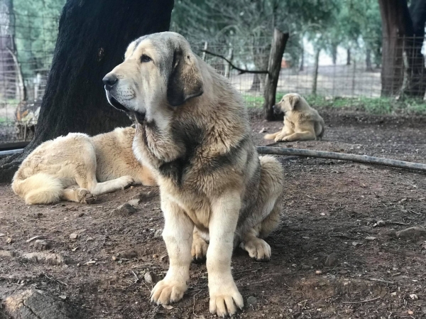 Gorrion  Segar de Las Canas
Canelo de La Carranca de Hierro x Garcia Segar de Las Canas
