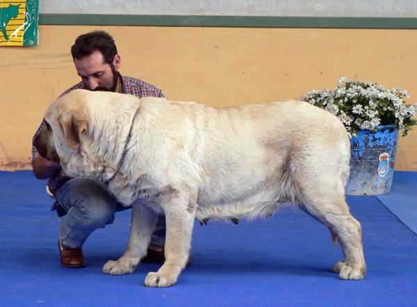 Granda de Reciecho - Exc. 1, CAC, CACIB, Best of Breed - International Show, Asturias, Spain, 31.07.2005
(Ch. Ulises de Babia x Tea de Reciecho) 
Breeder & owner: Baltasar Alvarez 
 

Keywords: 2005 reciecho