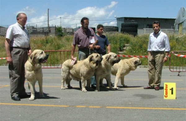 Ch. Tea, Niebla, Laica & Granda de Reciecho - Best Breeding Group/Mejor Grupo de Cría - Villablino, Leon, 04.07.2004
 
Keywords: 2004