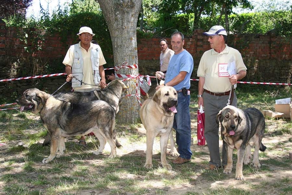 Kennel Fonteferra - Best Breeding Group - Puebla de Sanabria, Zamora, 23.07.2006
Photo: Juan Garrido -  © Copyright
Keywords: 2006 fonteferra