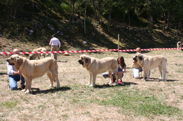 Kennel Hazas de Cesto - 1. Breeding Group - Cervera de Pisuerga, Palencia, 12.08.2006
Keywords: 2006