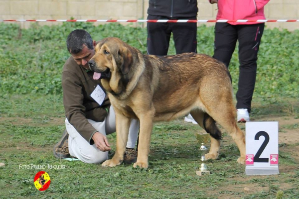 Guadiana de La Vega del Porma: 2ª Young Class Females - Mansilla de las Mulas 09.11.2014


Keywords: 2014