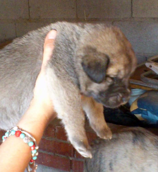 Puppy female from 'Puerto Canencia', 24 days - born 01.09.2011 
Sire: Kimbo (HD Libre A) (Azabache de Campollano X Fersa de Duelos y Quebrantos)
Dam: Colada de la Montes Pravianos (HD Sospecha B) (CH. Tigre de Montes Pravianos X Fedra de Hazas de Cesto)
Born: 01.09.2011
Keywords: puppyspain canencia