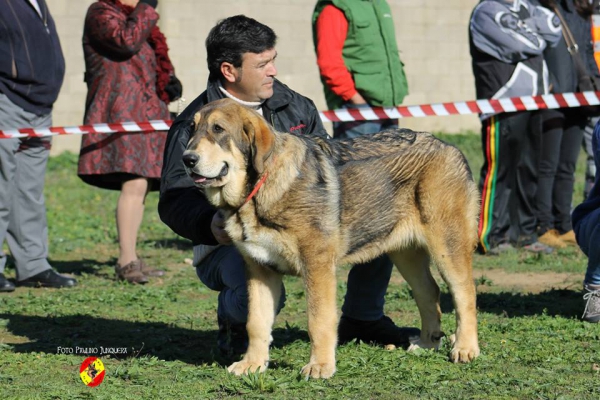 Hanna de 4 Elementos: 2ª Puppy Class Females - Mansilla de las Mulas 09.11.2014
Keywords: 2014